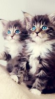 descargar wallpaper de animales